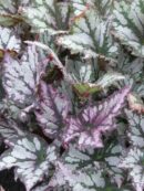 Begonia 'J. Green Streak'