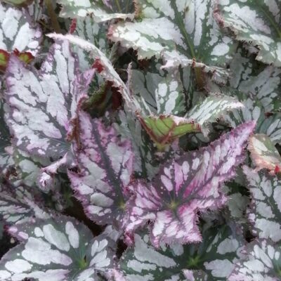 Begonia 'J. Green Streak'