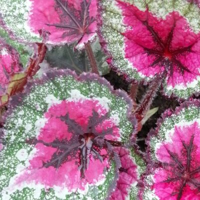 Begonia 'Stained Glass'