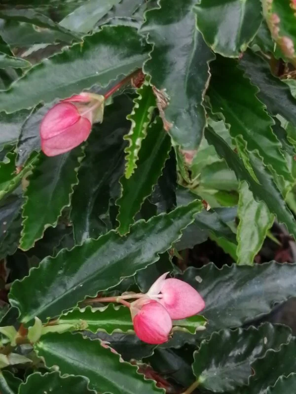 Begonia Regal Minuet, foto 4