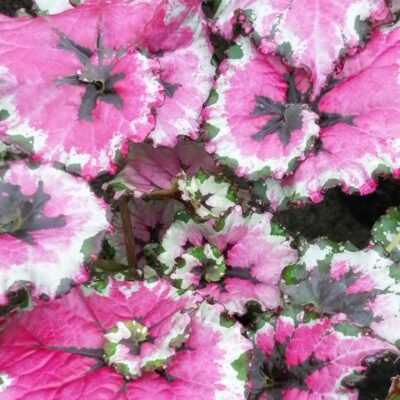 Begonia 'Raspberry Swirl'