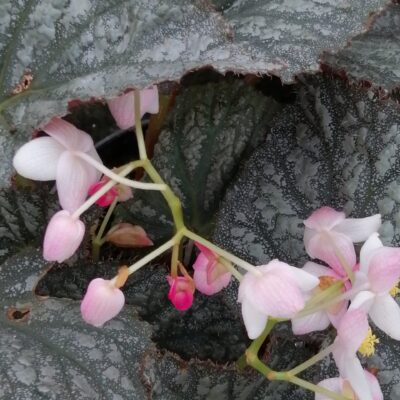 Begonia 'Solid Silver'