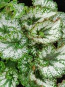 Begonia rex 1 (Rocheart)