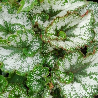 Begonia rex 1 (Rocheart)