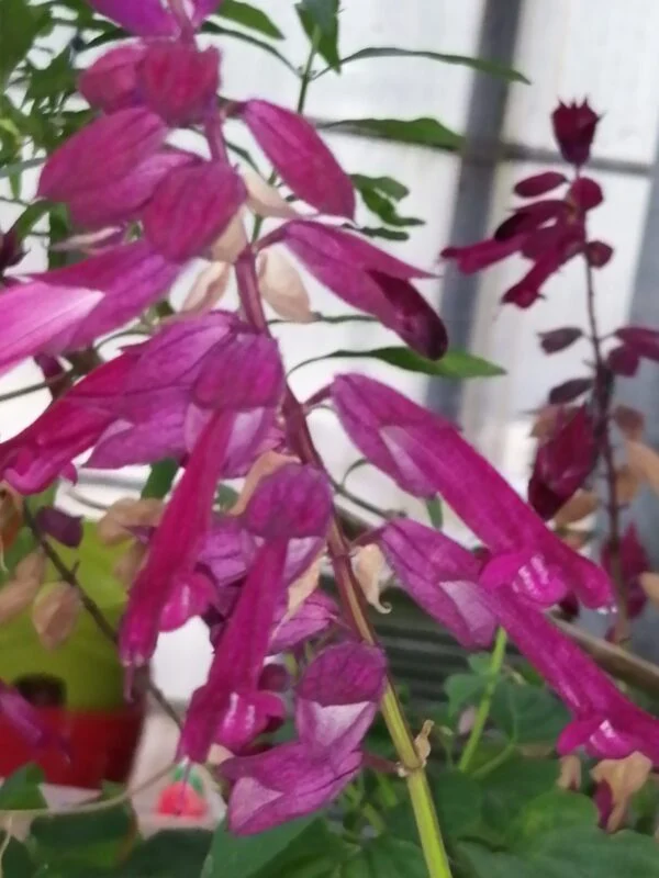 Begonia rex Macarena, foto 12
