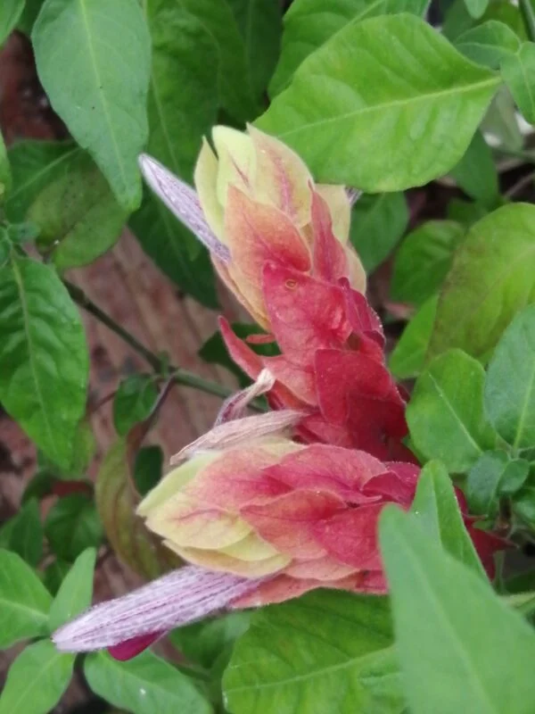 Beloperone (Justicia) guttata, pianta da interno
