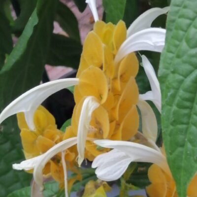 Pachystachys lutea