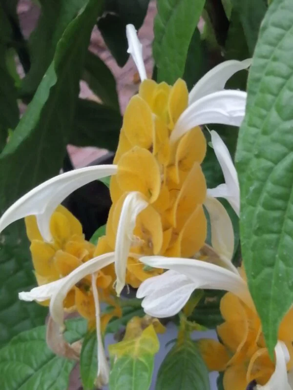 Pachystachys lutea, pianta da interno