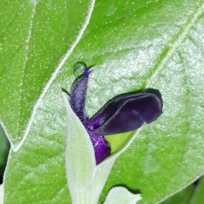 Salvia discolor