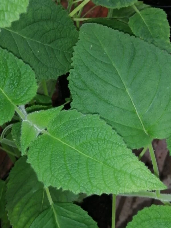 Salvia dorisiana, pianta da esterno
