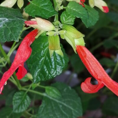 Salvia regla