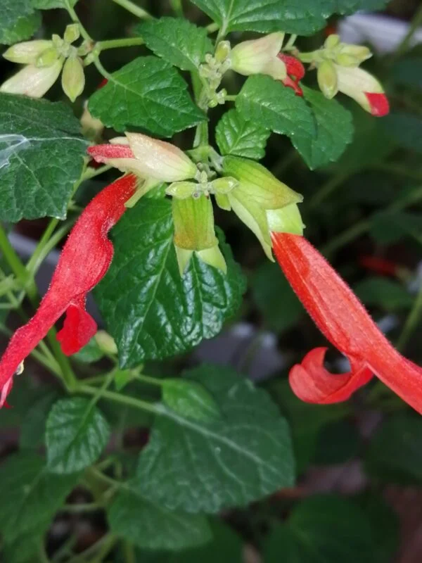 Salvia regla, pianta da esterno