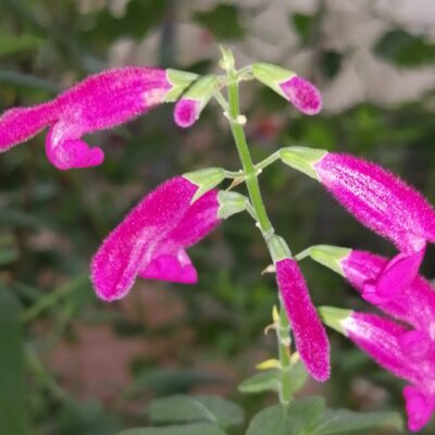 Salvia curviflora