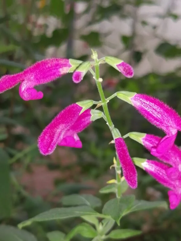 Salvia curviflora, pianta da esterno