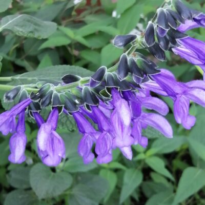 Salvia guaranitica 'Black and Blue'