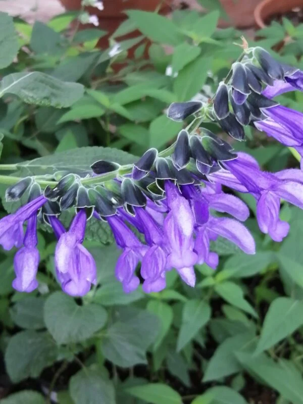 Salvia guaranitica ‘Black and Blue’, pianta da esterno