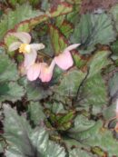 Begonia rex 'Artic Breeze'