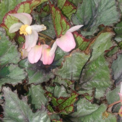 Begonia rex 'Artic Breeze'