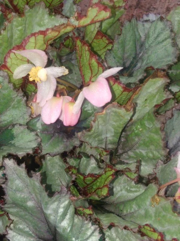Begonia rex 'Arctic Breeze', pianta da interno