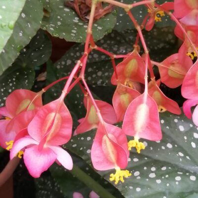 Begonia Corallina de Lucerna