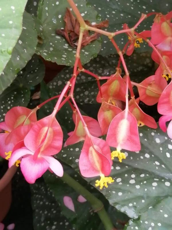 Begonia Corallina de Lucerna, pianta da interno