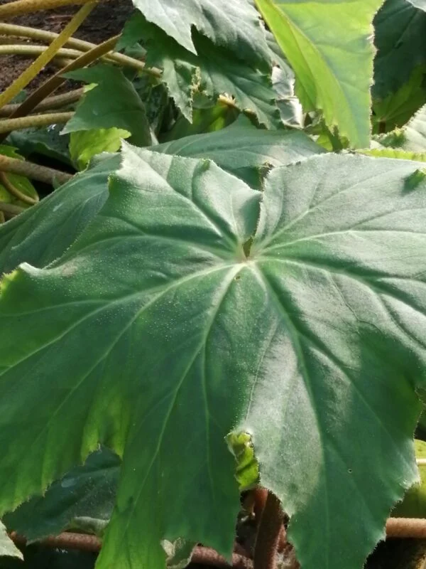 Begonia Ricinifolia, foto 2