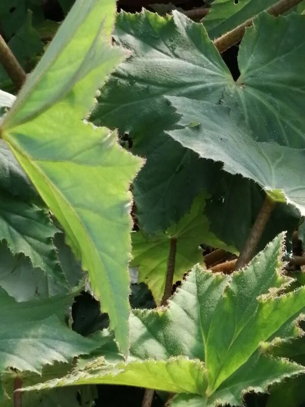 Begonia Ricinifolia, foto 3