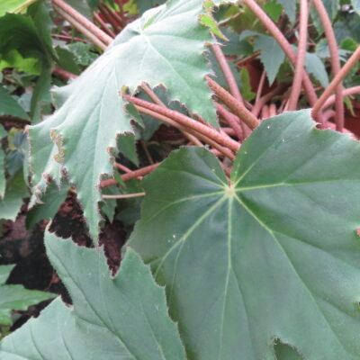 Begonia Ricinifolia