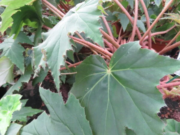 Begonia Ricinifolia, pianta da interno