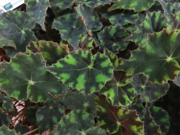 Begonia 'Riolee', foto 6
