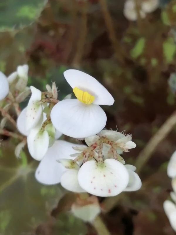 Begonia 'Riolee', foto 2