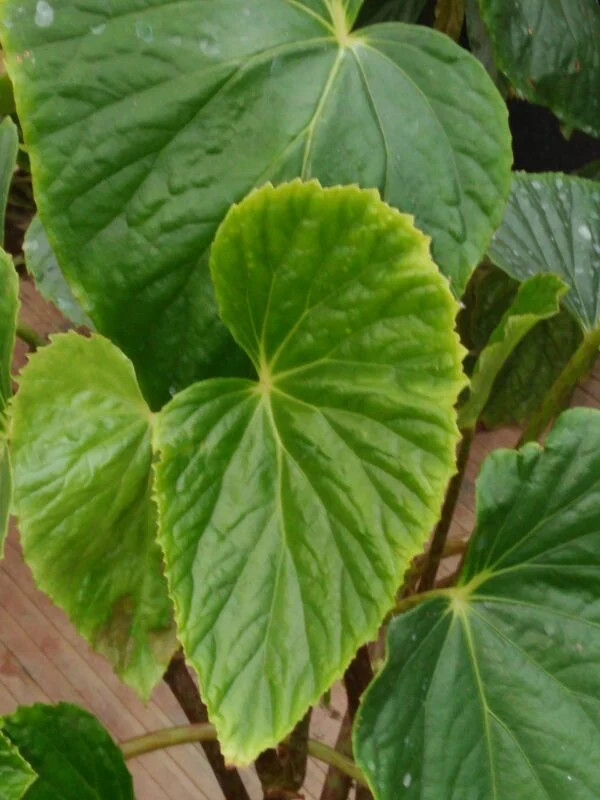 Begonia roxburgii, pianta da interno