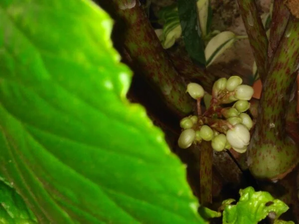Begonia roxburgii, foto 2