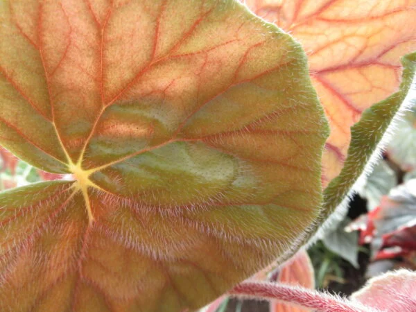 Begonia scharffii sin. Begonia haageana, foto 5