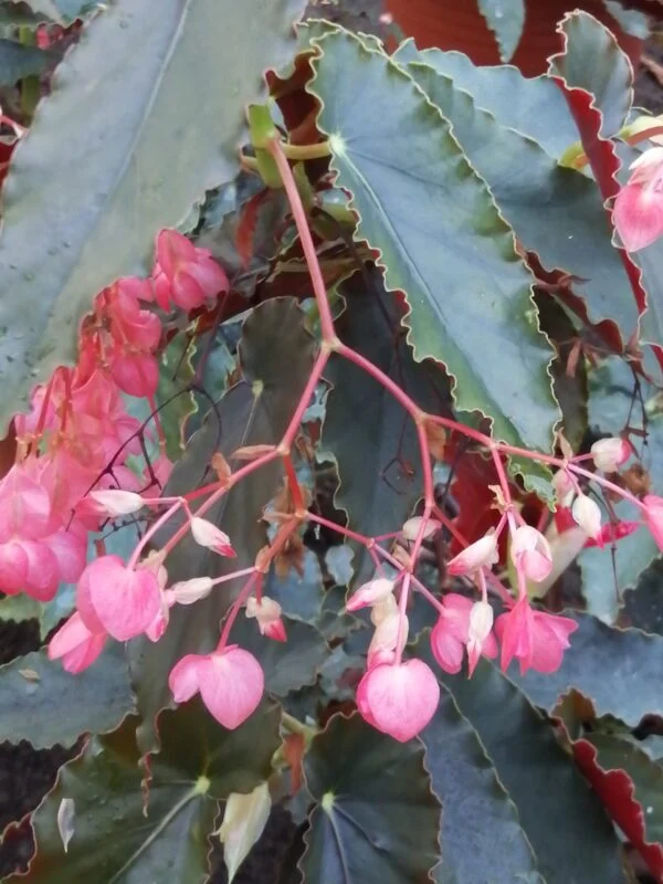 Begonia schmidtiana, foto 3