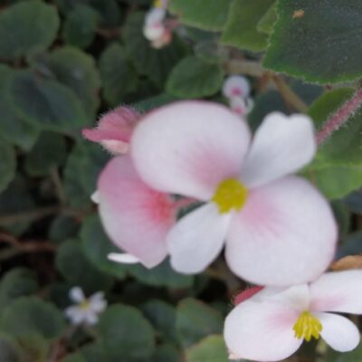 Begonia schmidtiana