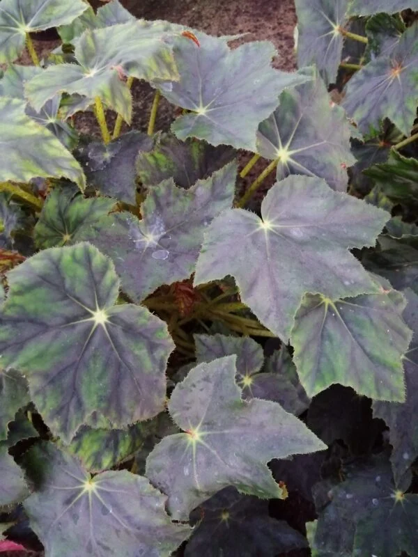 Begonia schmidtiana, foto 4