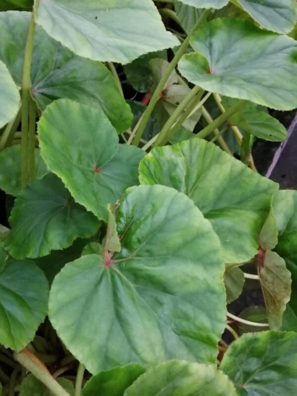 Begonia schmidtiana, foto 7