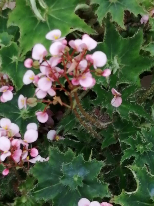 Begonia 'Sea Urchin', foto 2