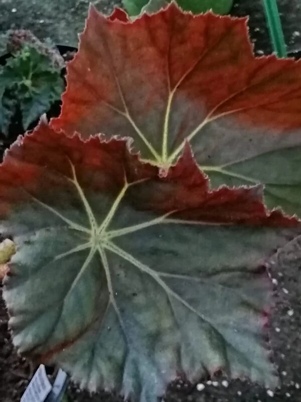 Begonia Selph's Mahogany, foto 7