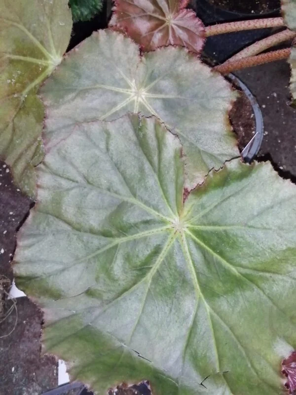 Begonia Selph's Mahogany, foto 6