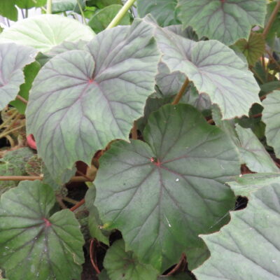 Begonia sericoneura lindleyana