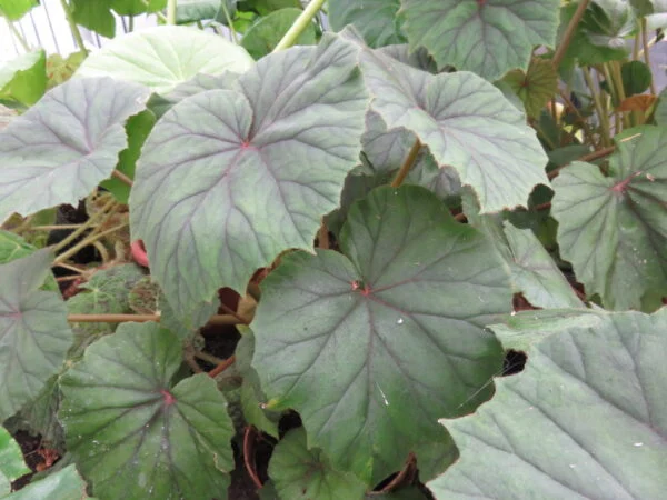 Begonia sericoneura lindleyana, pianta da interno