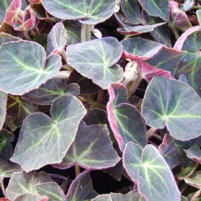 Begonia serlis sin. Begonia 'Caravan'