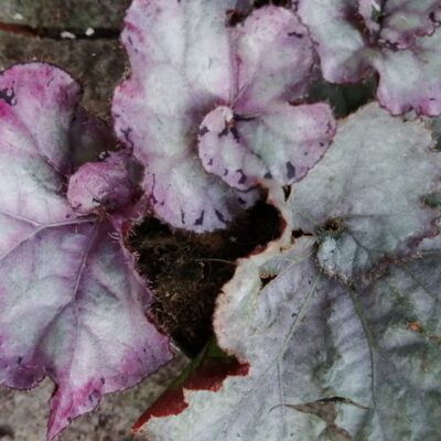 Begonia Maid Marion