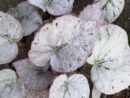 Begonia Silver dollar