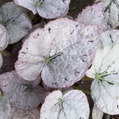 Begonia Silver dollar