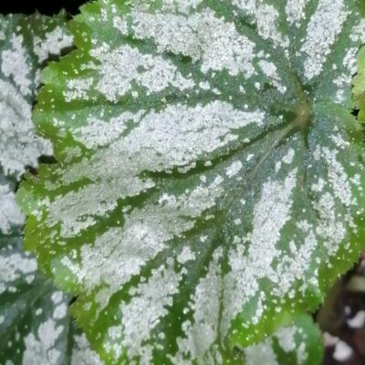 Begonia Galaxy