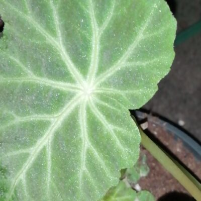 Begonia valdensium A. de Candolle