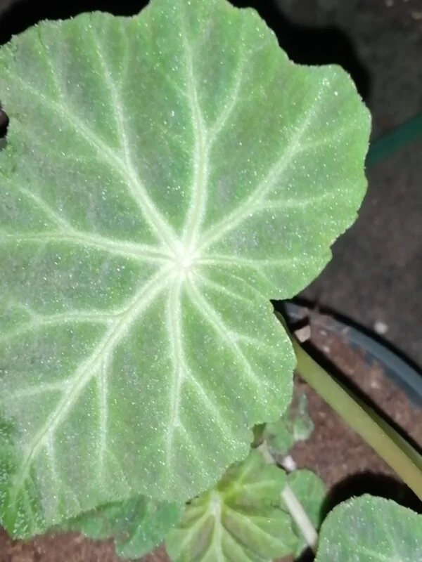 Begonia valdensium A. de Candolle, pianta da interno
